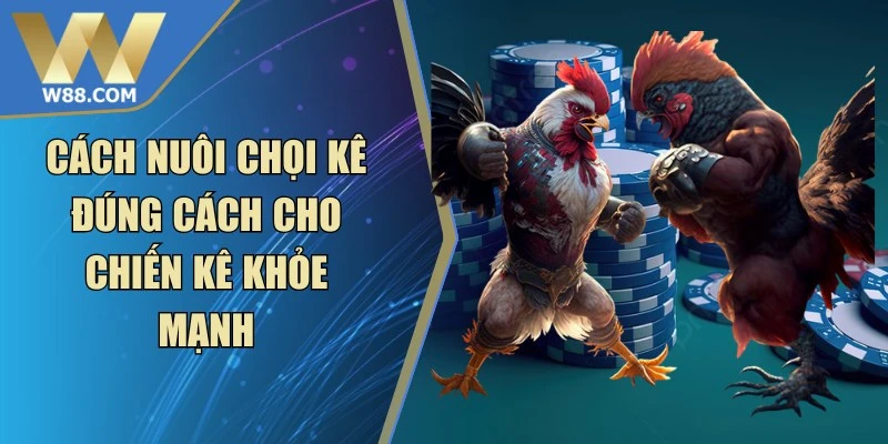 Cách Nuôi Chọi Kê Đúng Cách